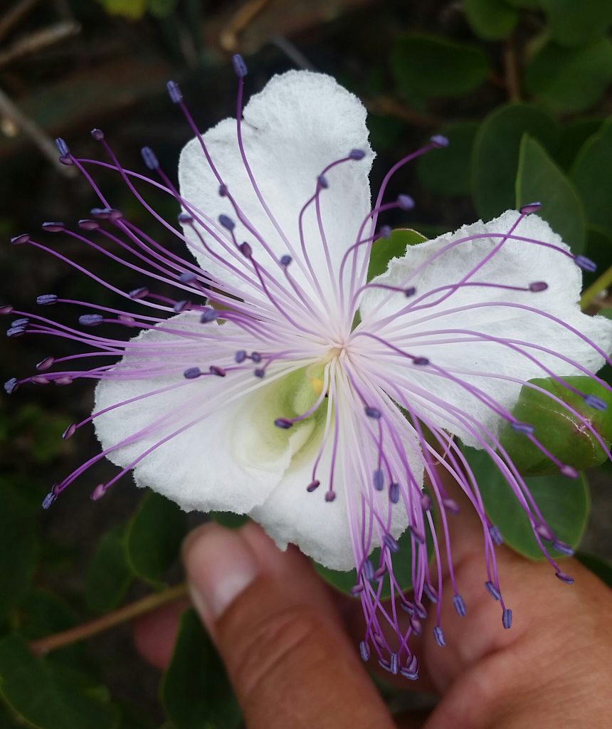 Kapernblüte