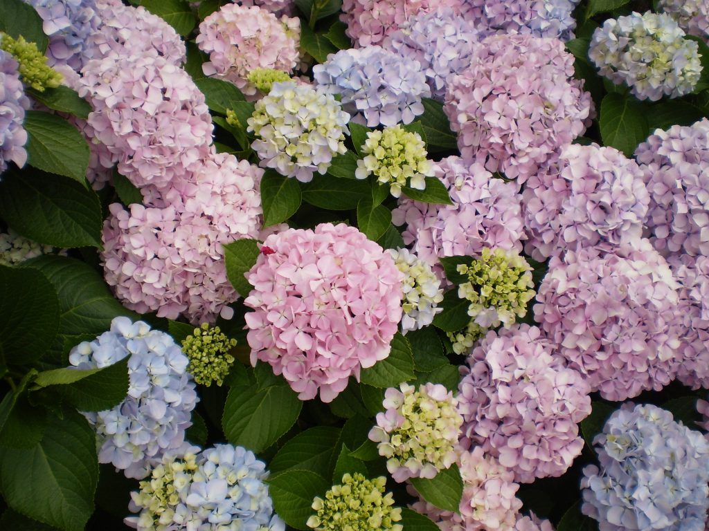 Hortensien