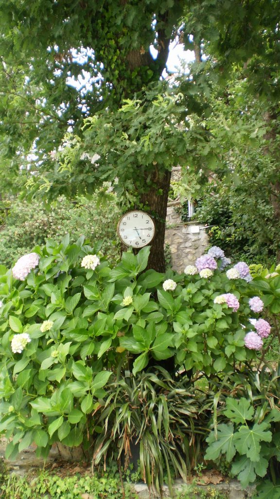 Uhr und Hortensien