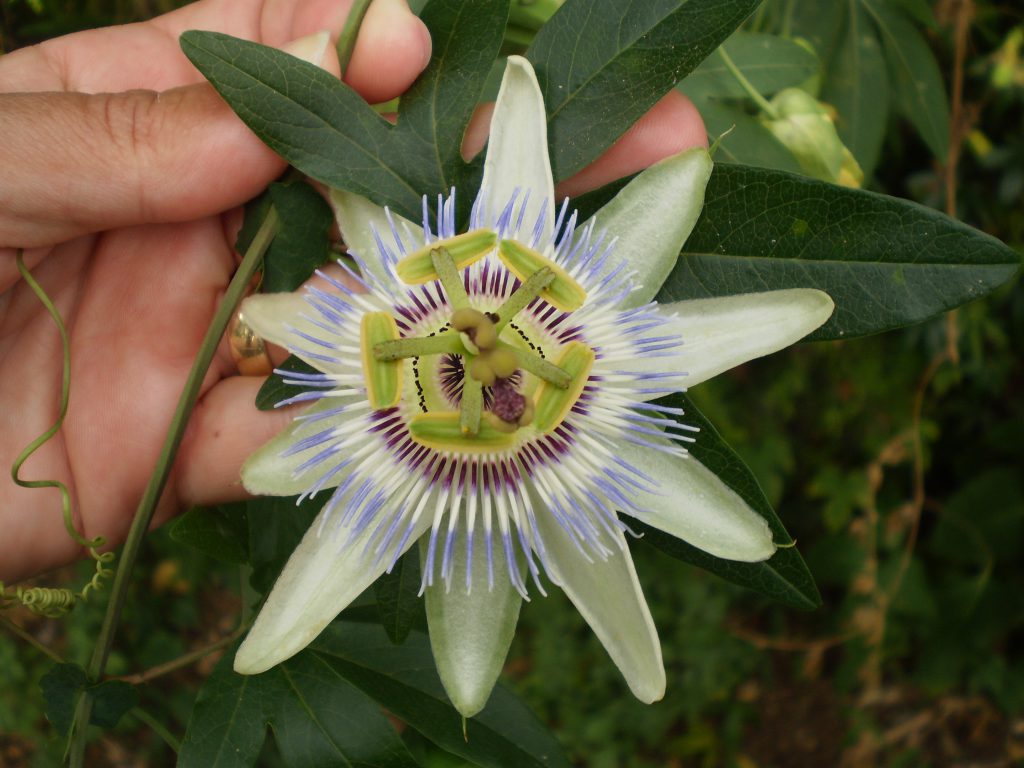 Passionsblume