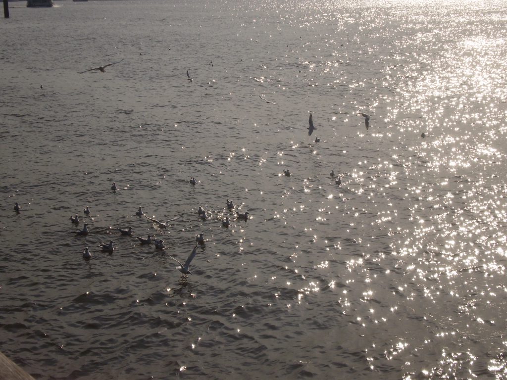 Möwen auf dem Elbwasser